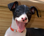 Nero, About Time Italian Greyhound Puppy!